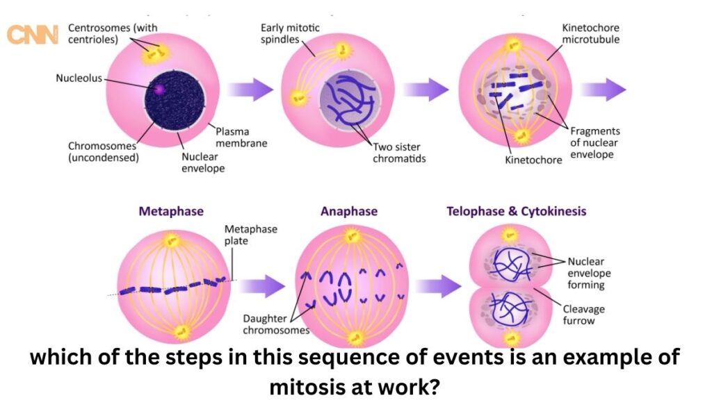 which of the steps in this sequence of events is an example of mitosis at work